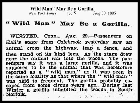 gorilla_1895